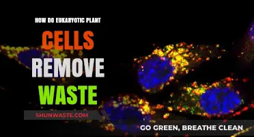 Efficient Waste Removal in Eukaryotic Plant Cells: Processes and Mechanisms