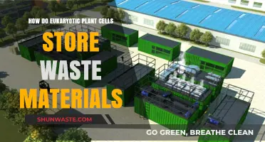 Efficient Waste Management: How Eukaryotic Plant Cells Store and Process Waste