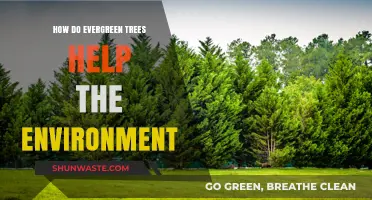 Evergreen Trees: Essential Environmental Benefits and Their Impact on Ecosystems