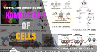 External Environments: Disrupting Cellular Homeostasis and Biological Balance