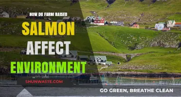 Environmental Impact of Farm-Raised Salmon: Concerns and Sustainability Challenges