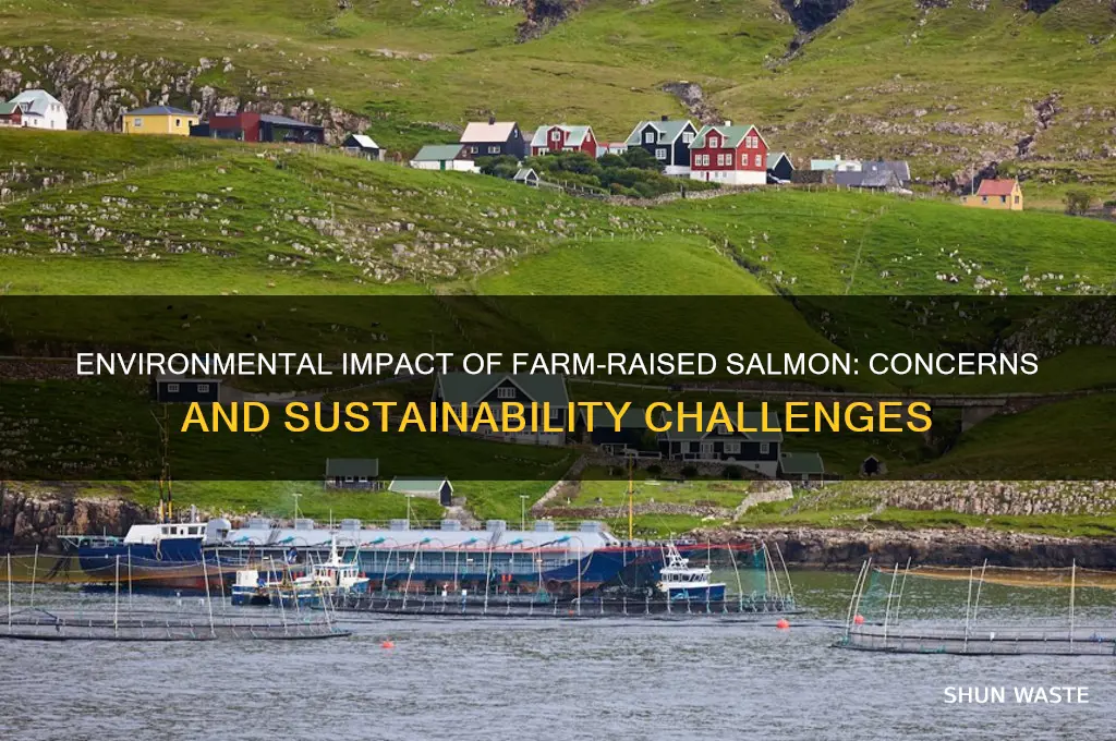 how do farm raised salmon affect environment
