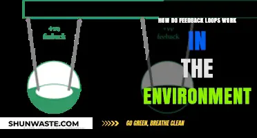 Understanding Environmental Feedback Loops: Mechanisms, Impacts, and Sustainability