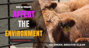 Environmental Impact of Feedlots: Pollution, Emissions, and Land Degradation