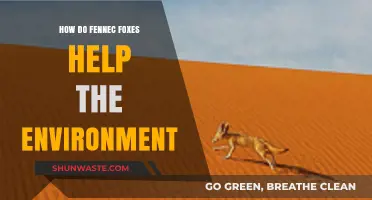 Fennec Foxes: Desert Eco-Heroes and Their Environmental Impact
