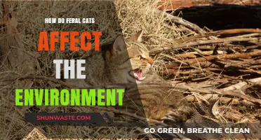 Feral Cats' Environmental Impact: Threats to Wildlife and Ecosystems Explained