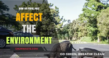 Feral Pigs' Environmental Impact: Destruction, Ecosystem Disruption, and Biodiversity Loss