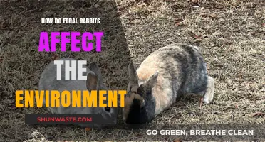 Feral Rabbits' Environmental Impact: Understanding Their Ecological Consequences