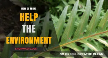 Ferns' Vital Role: Enhancing Ecosystems and Environmental Health Naturally