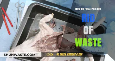 Fetal Pig Waste Elimination: Understanding Their Unique Excretion Process