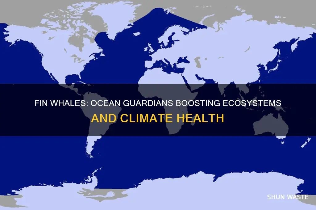 how do fin whales help the environment