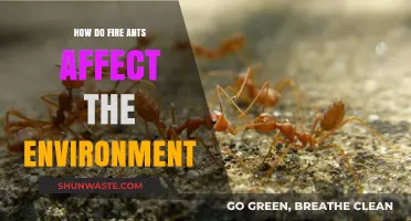 Fire Ants' Environmental Impact: Disrupting Ecosystems and Native Species
