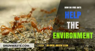 Fire Ants' Surprising Role in Ecosystem Balance and Soil Health