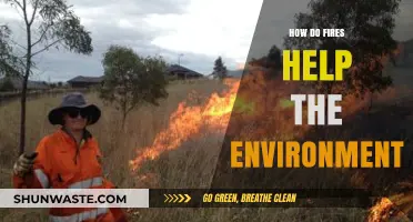 Fires' Surprising Role: How Controlled Burns Benefit Ecosystems and Biodiversity