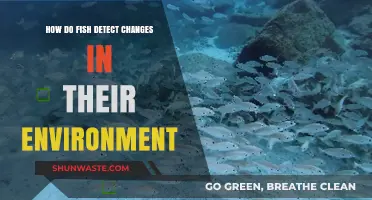 How Fish Sense Environmental Changes: Uncovering Their Unique Detection Abilities