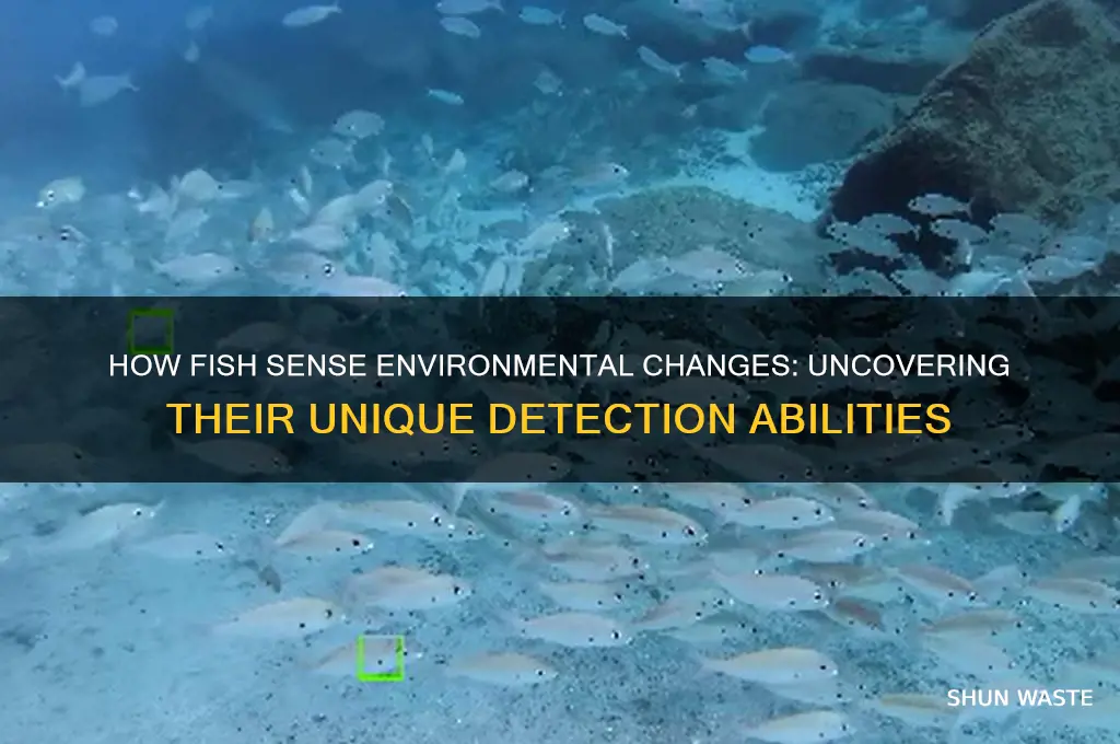 how do fish detect changes in their environment