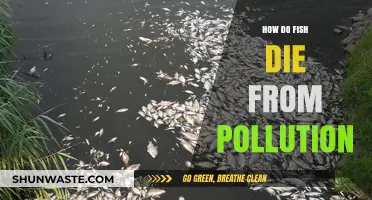 The Toxic Truth: How Pollution Kills Fish