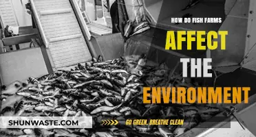 Environmental Impact of Fish Farms: Sustainability Challenges and Solutions