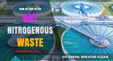 How Fish Efficiently Filter and Eliminate Nitrogenous Waste in Water