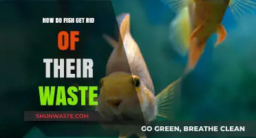 How Fish Eliminate Waste: Understanding Aquatic Excretion Processes