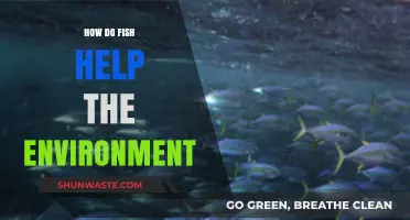 Fish's Vital Role in Maintaining Healthy Aquatic Ecosystems and Beyond