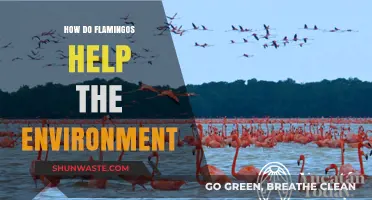 Flamingos' Vital Role in Ecosystem Balance and Environmental Health