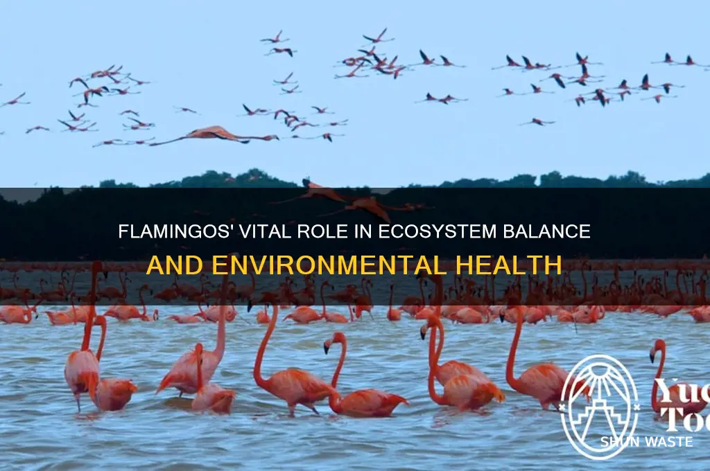 how do flamingos help the environment