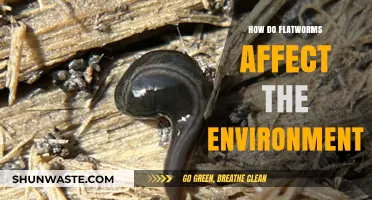 Flatworms' Environmental Impact: Understanding Their Role in Ecosystems