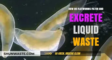 Flatworms' Unique Waste Management: Filtering and Excreting Liquid Waste