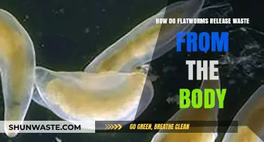 Flatworms' Waste Disposal: Understanding Their Unique Excretion Process