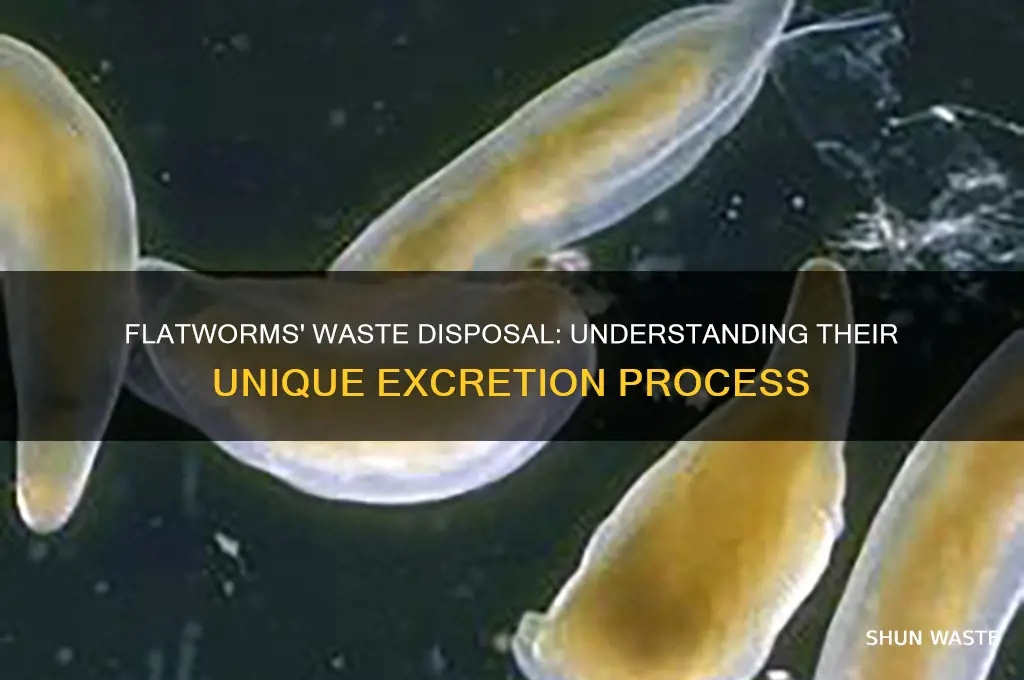 how do flatworms release waste from the body