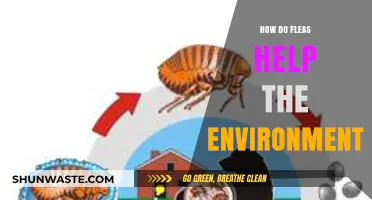 Fleas' Surprising Role: Boosting Ecosystems and Environmental Balance