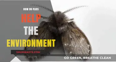 Flies' Surprising Role: Boosting Ecosystems and Environmental Health
