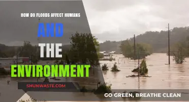 Floods' Devastating Impact: Human Lives and Ecosystems at Risk