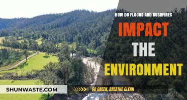 Floods and Bushfires: Devastating Environmental Impacts and Long-Term Effects