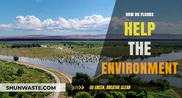 Floods' Surprising Benefits: How They Nourish and Restore Ecosystems