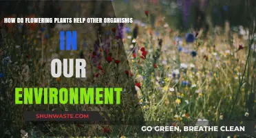 Flowering Plants: Essential Environmental Allies for Biodiversity and Ecosystem Health