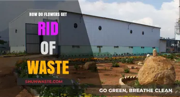 How Flowers Efficiently Eliminate Waste: Nature's Ingenious Recycling Process