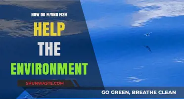 Flying Fish: Unsung Heroes in Marine Ecosystem Balance and Health