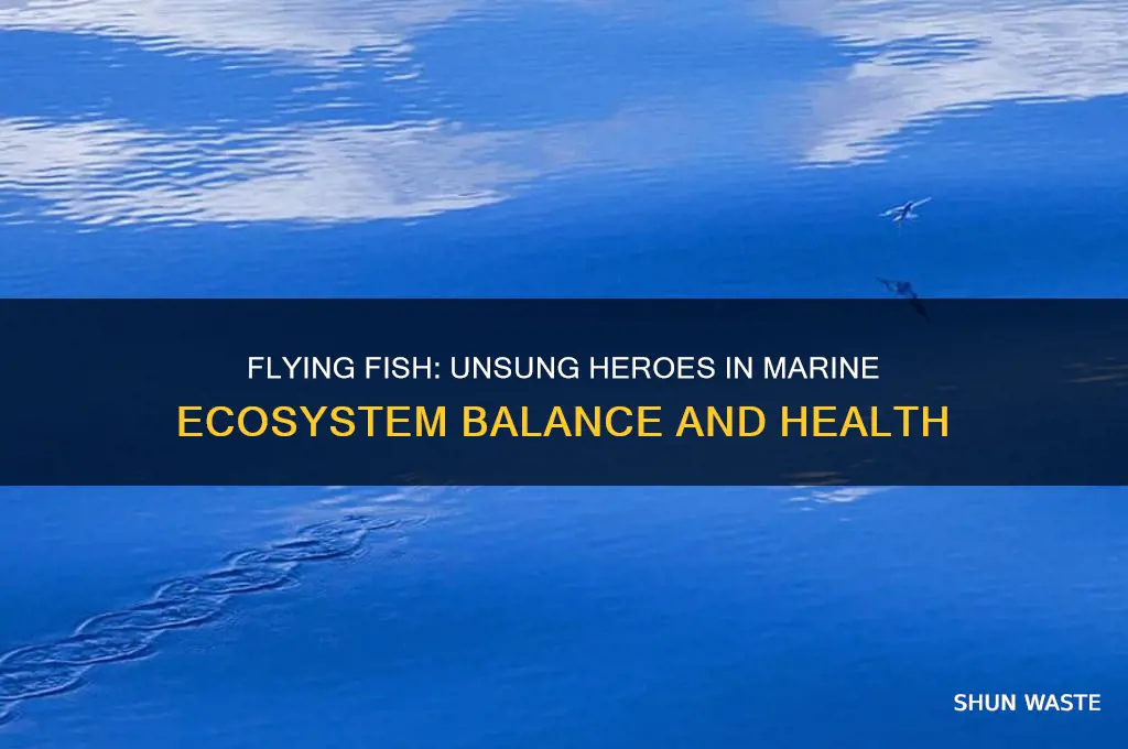 how do flying fish help the environment