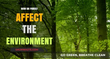 Forests' Vital Role: Shaping Climate, Biodiversity, and Ecosystem Health