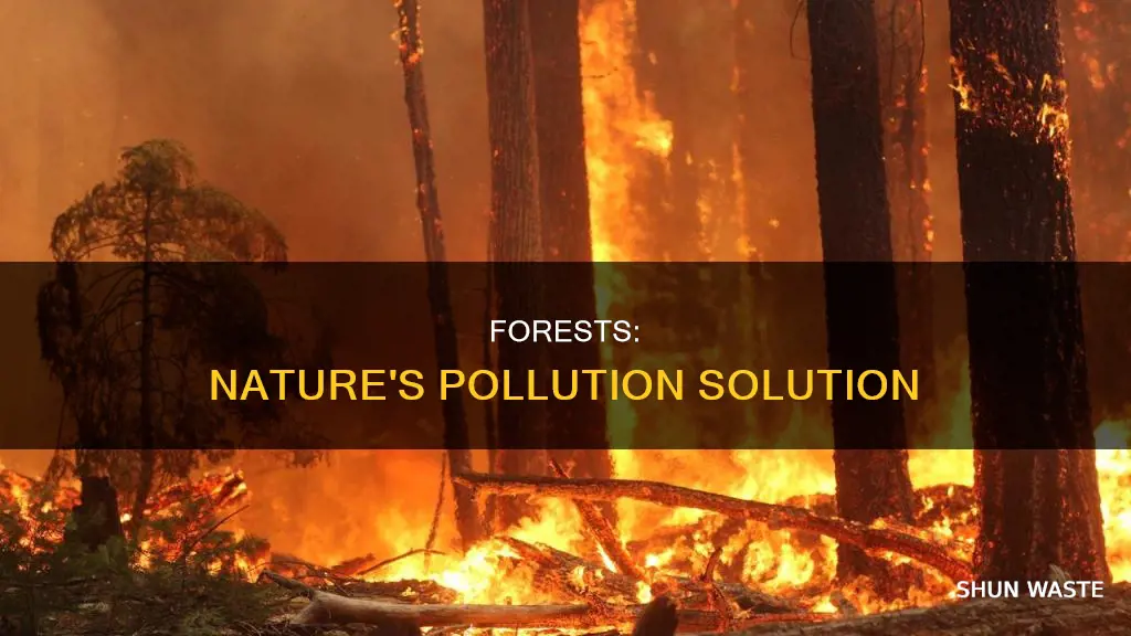 how do forest check pollution