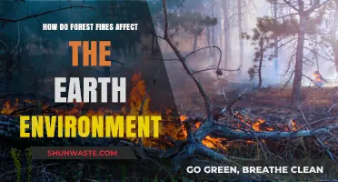 Forest Fires' Impact: Environmental Consequences and Global Ecosystem Changes