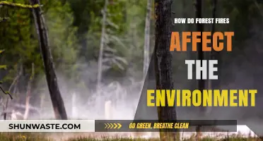Forest Fires' Devastating Impact on Ecosystems and Climate Change