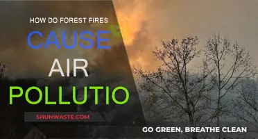 Forest Fires: The Hidden Air Pollutants