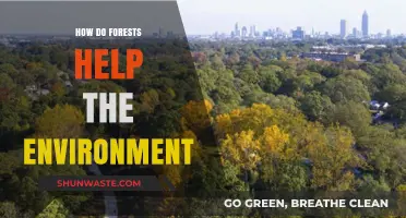 Forests: Nature's Lifeline for Climate, Biodiversity, and Ecosystem Balance