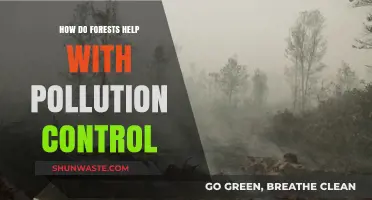 Forests: Natural Pollution Control