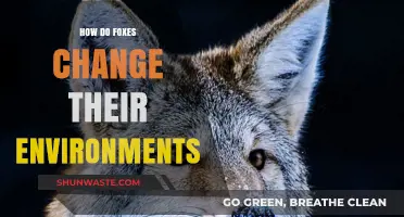 Foxes as Eco-Engineers: Shaping Habitats and Influencing Ecosystems