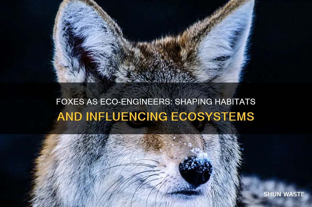 how do foxes change their environments