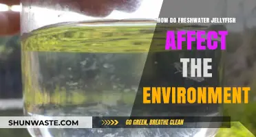 Freshwater Jellyfish: Environmental Impact and Ecosystem Role Explained